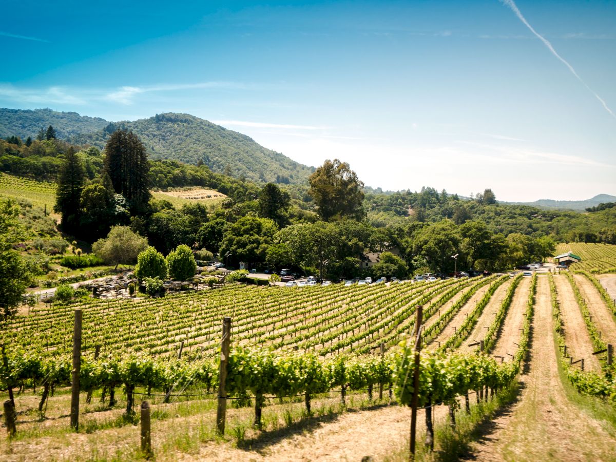 A scenic view of a vineyard with rows of grapevines stretching into the distance, surrounded by lush greenery and rolling hills under a clear blue sky.