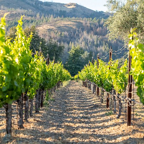 Rows of grapevines in a vineyard stretch toward a hill, with lush green leaves and a clear sky in the background.