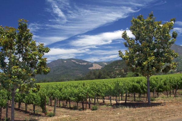 The image shows a vineyard with rows of grapevines, two trees in the foreground, and a clear, blue sky with wispy clouds above.