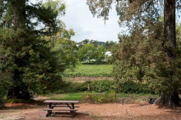 A scenic outdoor area with trees, a picnic table, and a field in the background. The area looks calm and ideal for a relaxing outing.