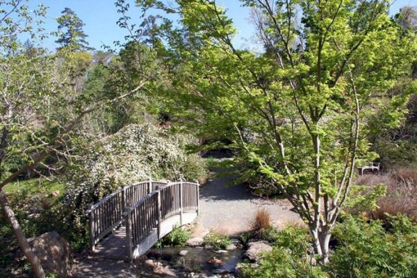 A serene garden scene with a small wooden bridge, surrounded by lush greenery and trees, under a clear blue sky.