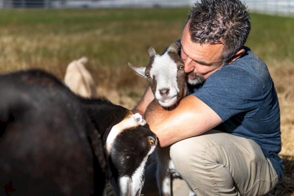 A man is embracing a goat while sitting in a field, with another goat nearby. The scene appears warm and affectionate.