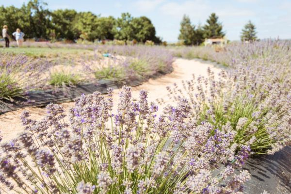 A lavender field stretches into the distance with a winding path through it. People are seen in the background, and trees line the horizon, under a clear sky.