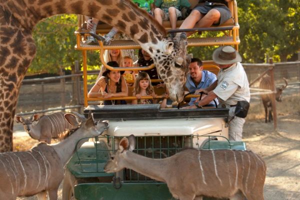 People on a safari vehicle, with a giraffe leaning in, surrounded by several other animals in a park setting.