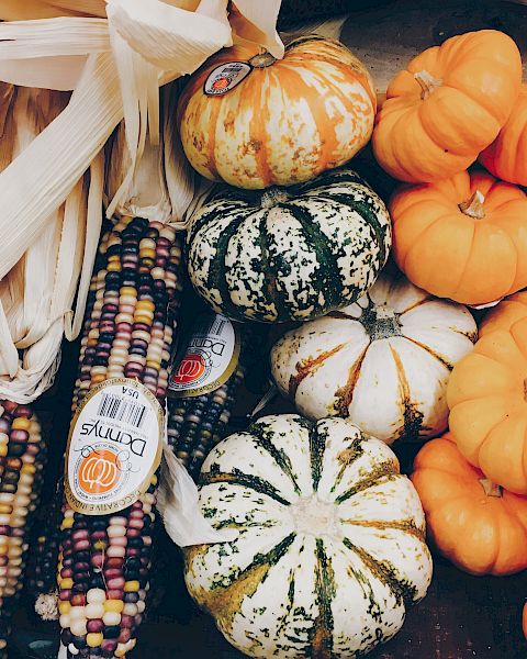 The image shows a collection of colorful Indian corn and a variety of pumpkins and gourds, predominantly in orange, white, and green hues.