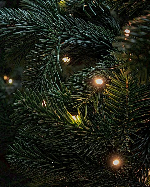 A close-up of a Christmas tree with green branches illuminated by small white lights, giving it a festive glow.