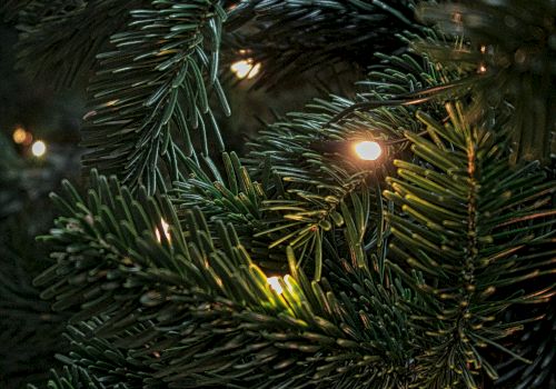 A close-up of a Christmas tree with green branches illuminated by small white lights, giving it a festive glow.