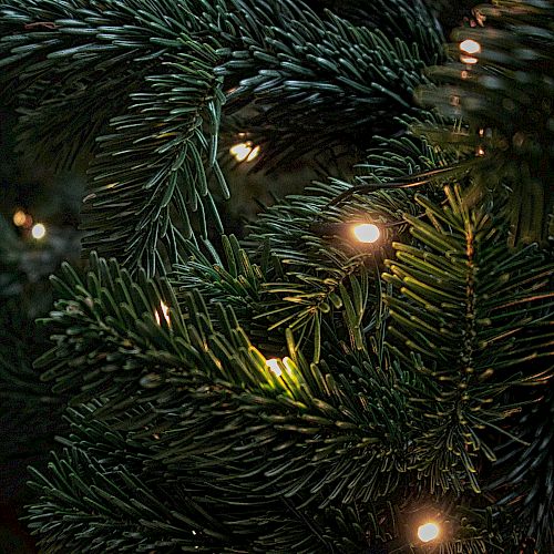 A close-up of a Christmas tree with green branches illuminated by small white lights, giving it a festive glow.