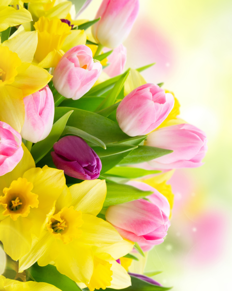 The image shows a vibrant bouquet of pink and purple tulips mixed with yellow daffodils against a softly blurred, colorful background.