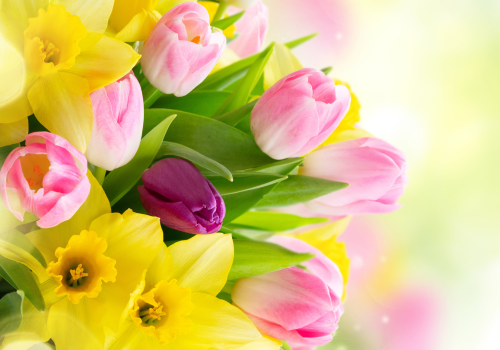 The image shows a vibrant bouquet of pink and purple tulips mixed with yellow daffodils against a softly blurred, colorful background.