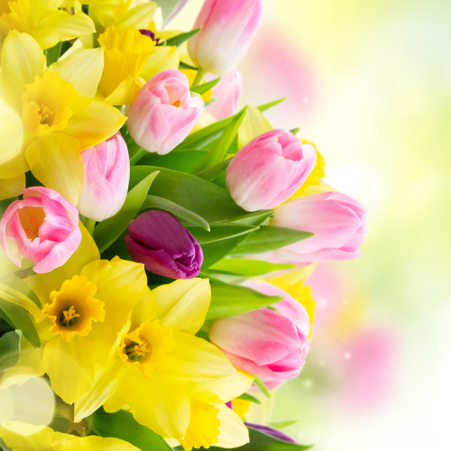 The image shows a vibrant bouquet of pink and purple tulips mixed with yellow daffodils against a softly blurred, colorful background.