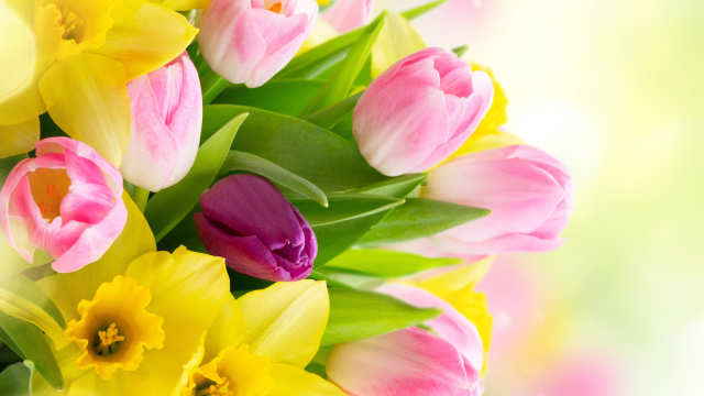 The image shows a vibrant bouquet of pink and purple tulips mixed with yellow daffodils against a softly blurred, colorful background.