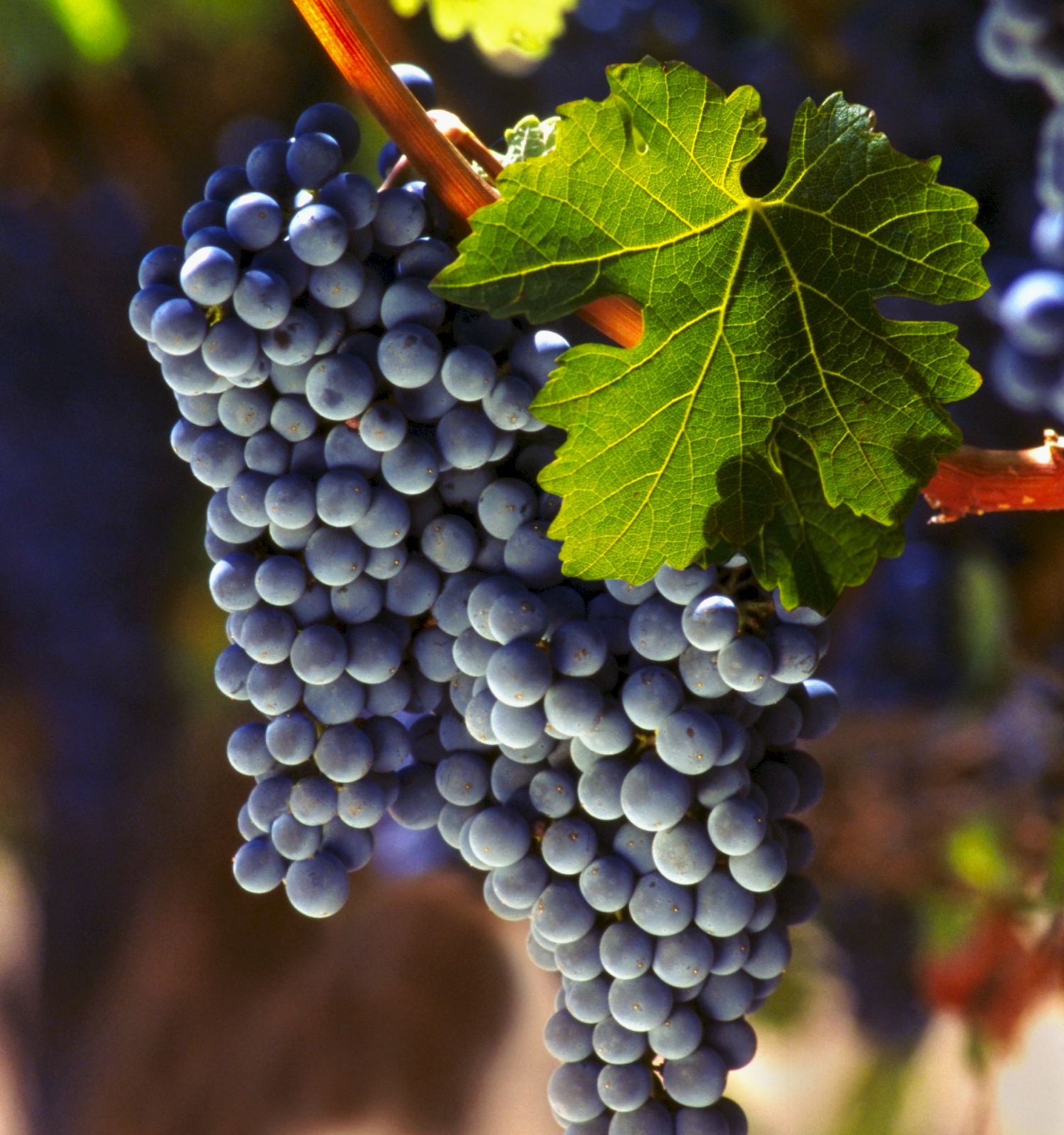 The image shows a bunch of dark purple grapes hanging from a vine, with green leaves and blurred background.