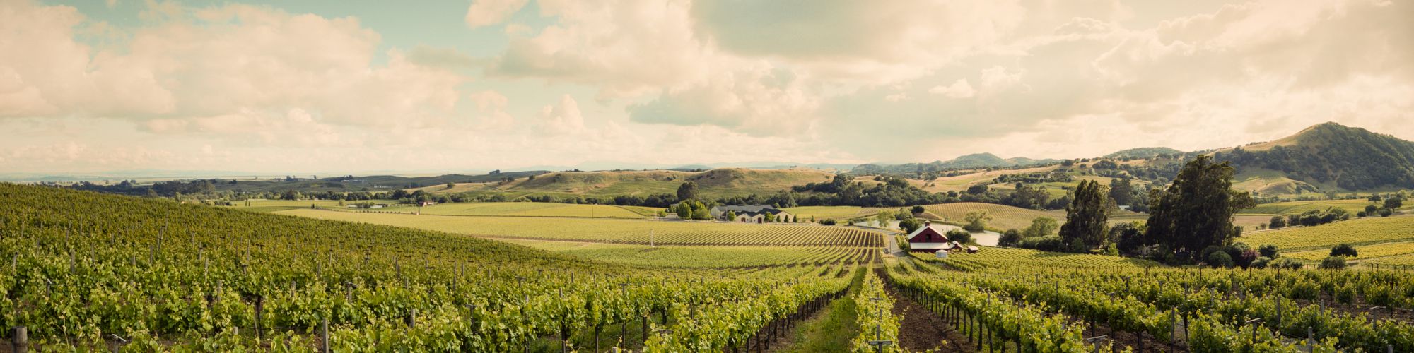 The image shows a picturesque vineyard with rows of grapevines stretching toward a distant farmhouse under a partly cloudy sky and rolling hills.